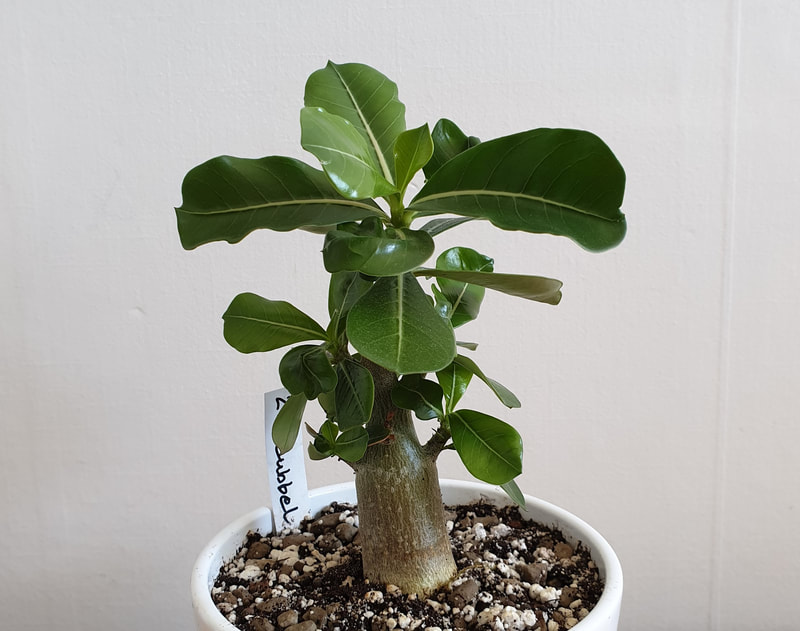 Adenium fröplanta
